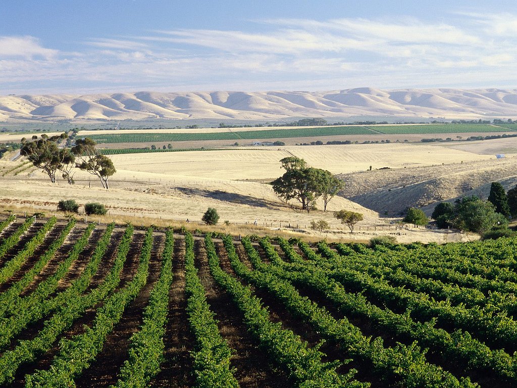 McLaren Vale Vineyard, South Australia, Australia